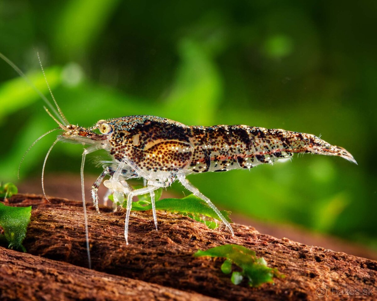 Naocaridina palmata