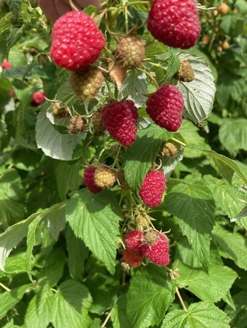 Predám sadenice malín, tayberry, černíc, čiernych ríbezlí