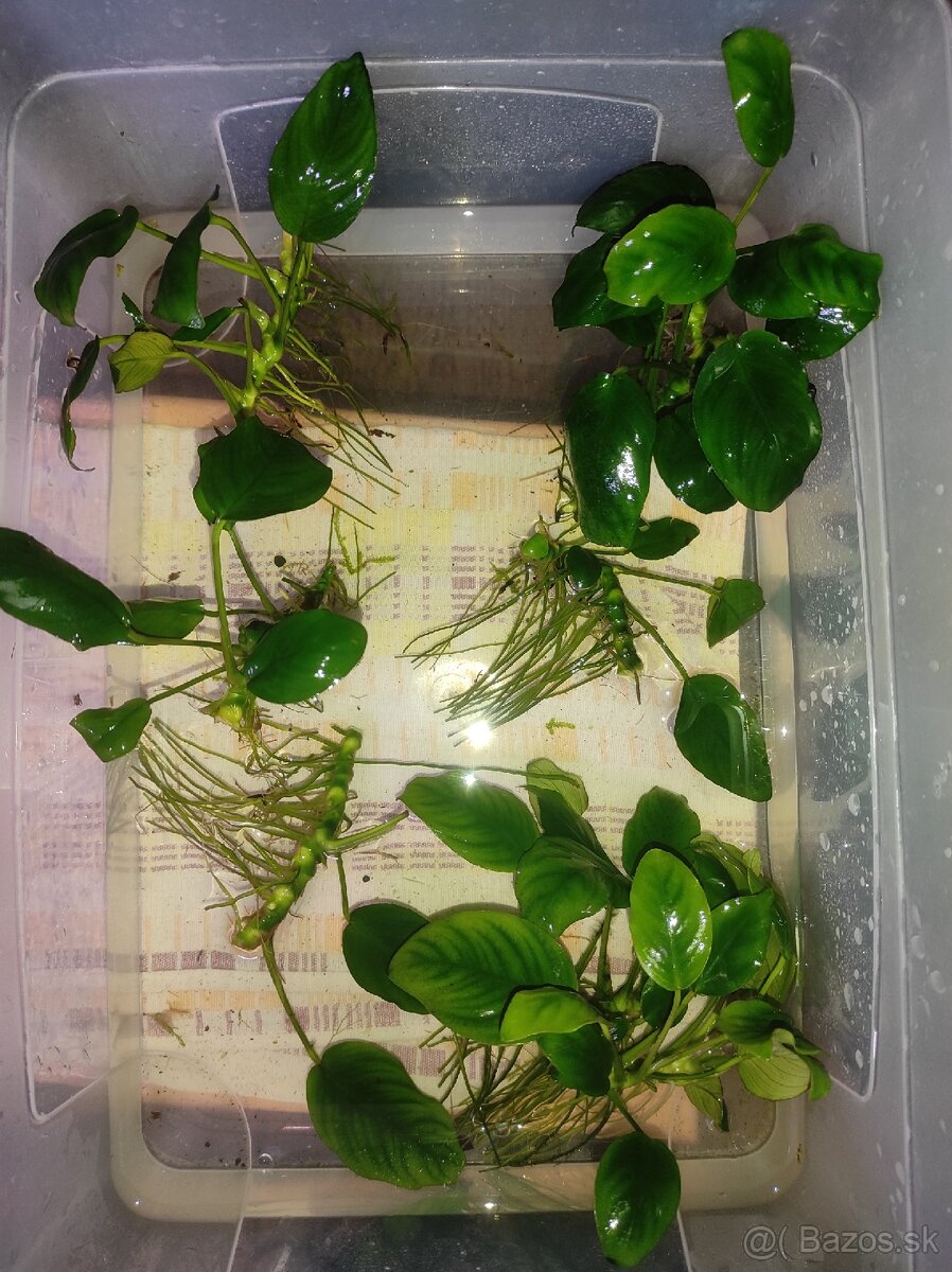 Anubias barteri.