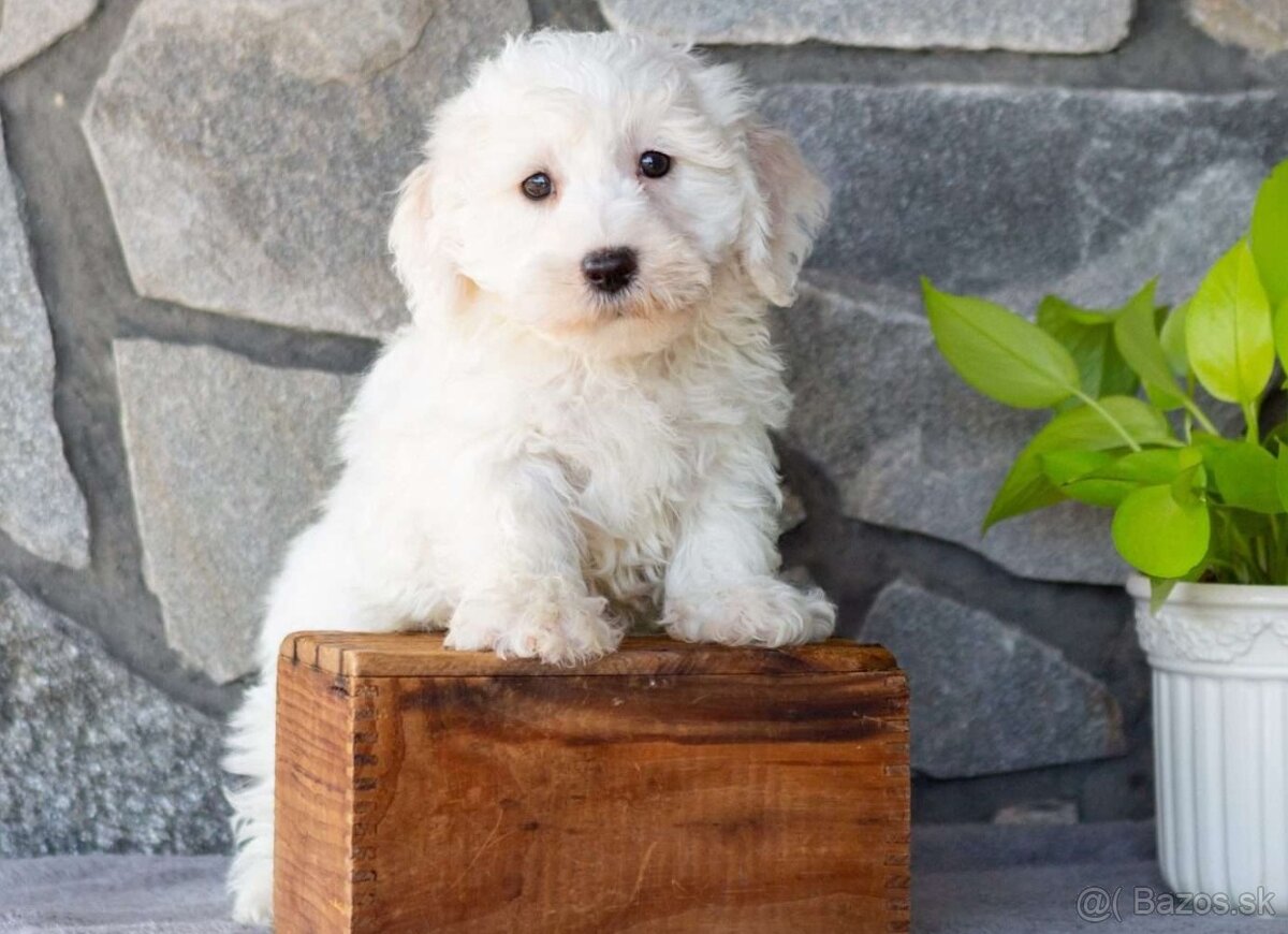 Krásne šteniatka Bichon Frise s rodokmeňom