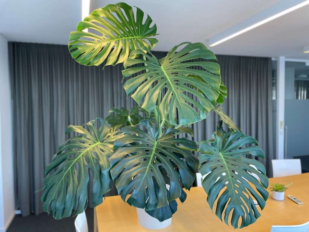 15 ročná monstera