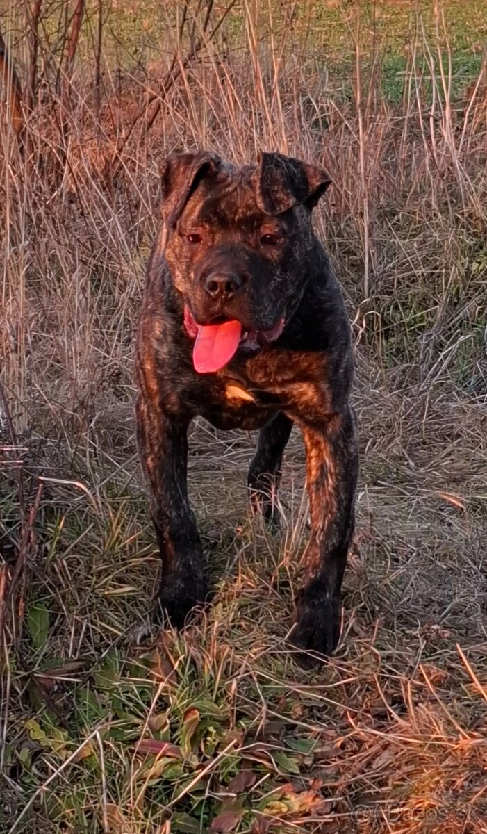 Perro de Pressa Canário  - 5 mesačný psík.