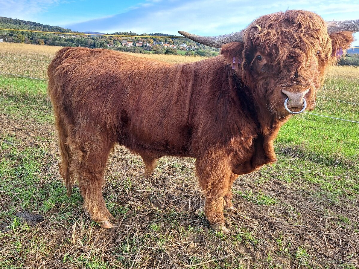 Škótsky dobytok - highland - plemenny býk