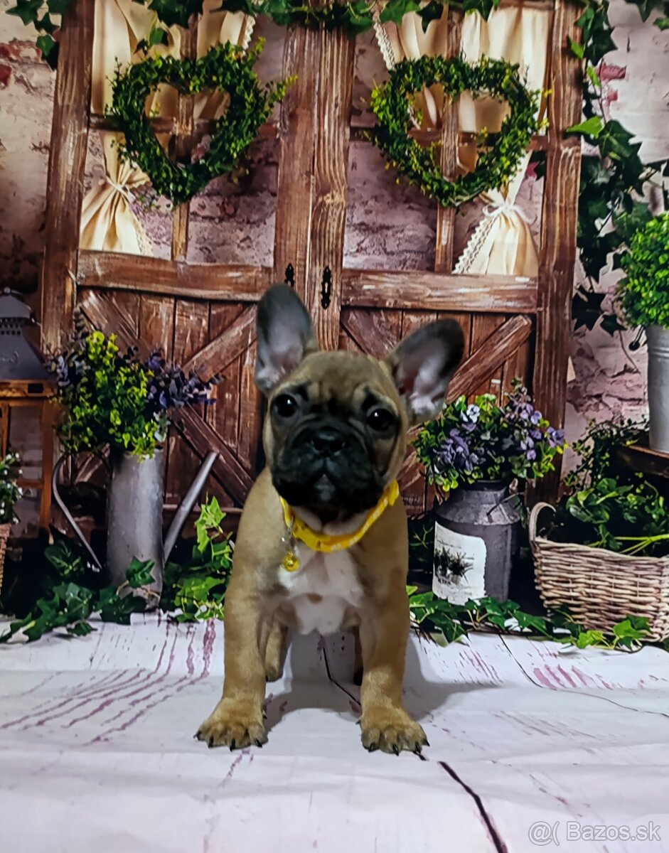 Francúzsky buldoček s PP/French bulldog