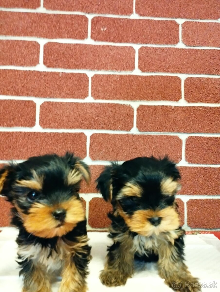 Yorkshire terrier, yorkshirsky terier, york