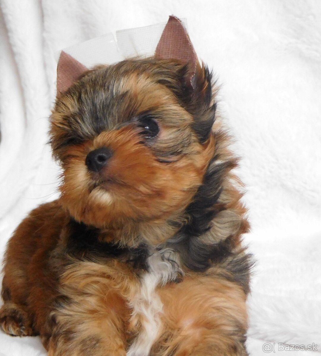 Yorkshire terrier spp