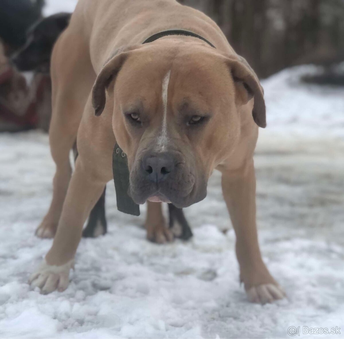 American bully xl krytie