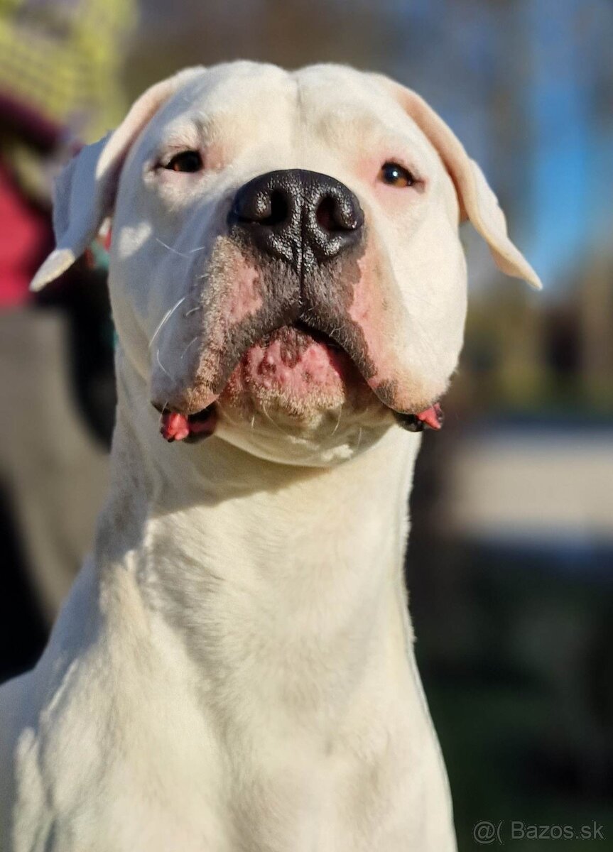 Argentínska doga - mladý hafan s PP (dogo argentino)