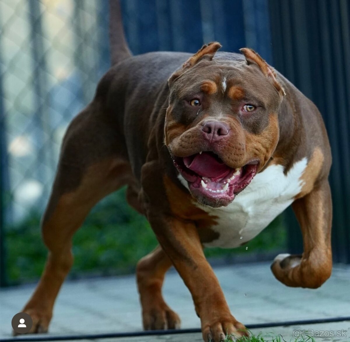 American bully standard xl xxl