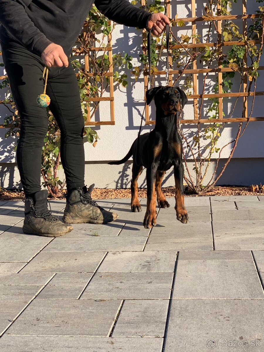 Doberman šteniatka