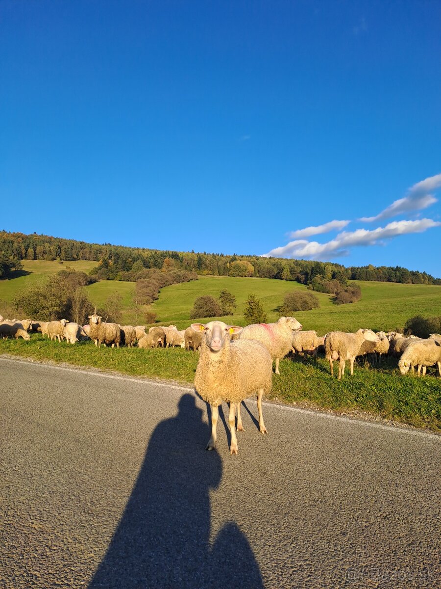 Ponuka prace, praca pri ovciach