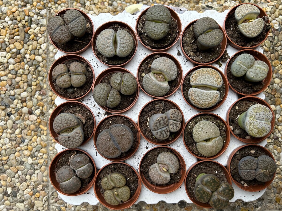 Živé kamene, Lithops