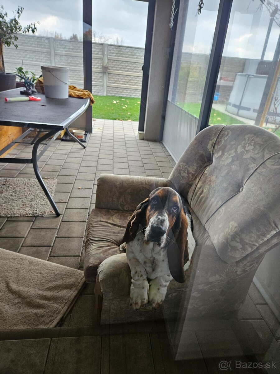 Basset