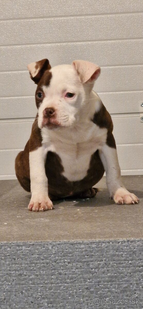 American Bully