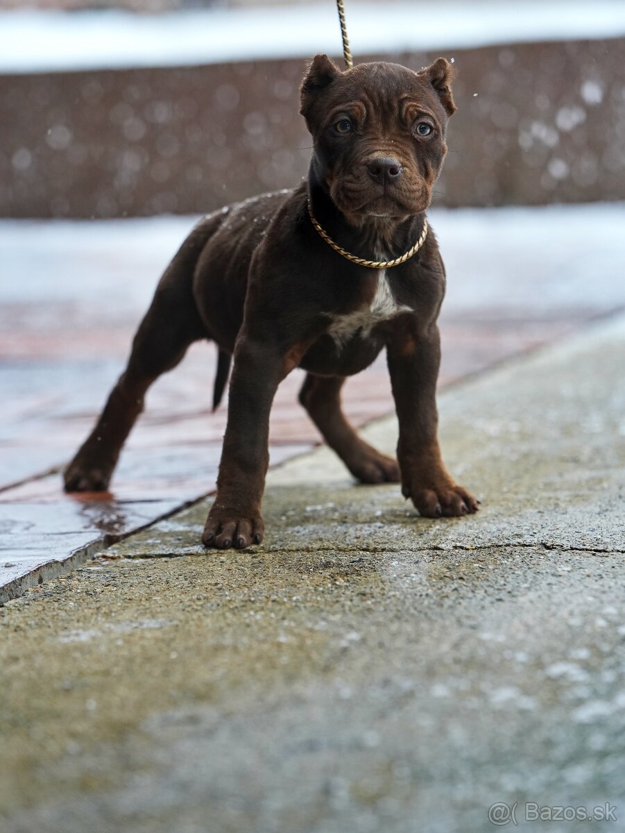 American bully xl šteniatka