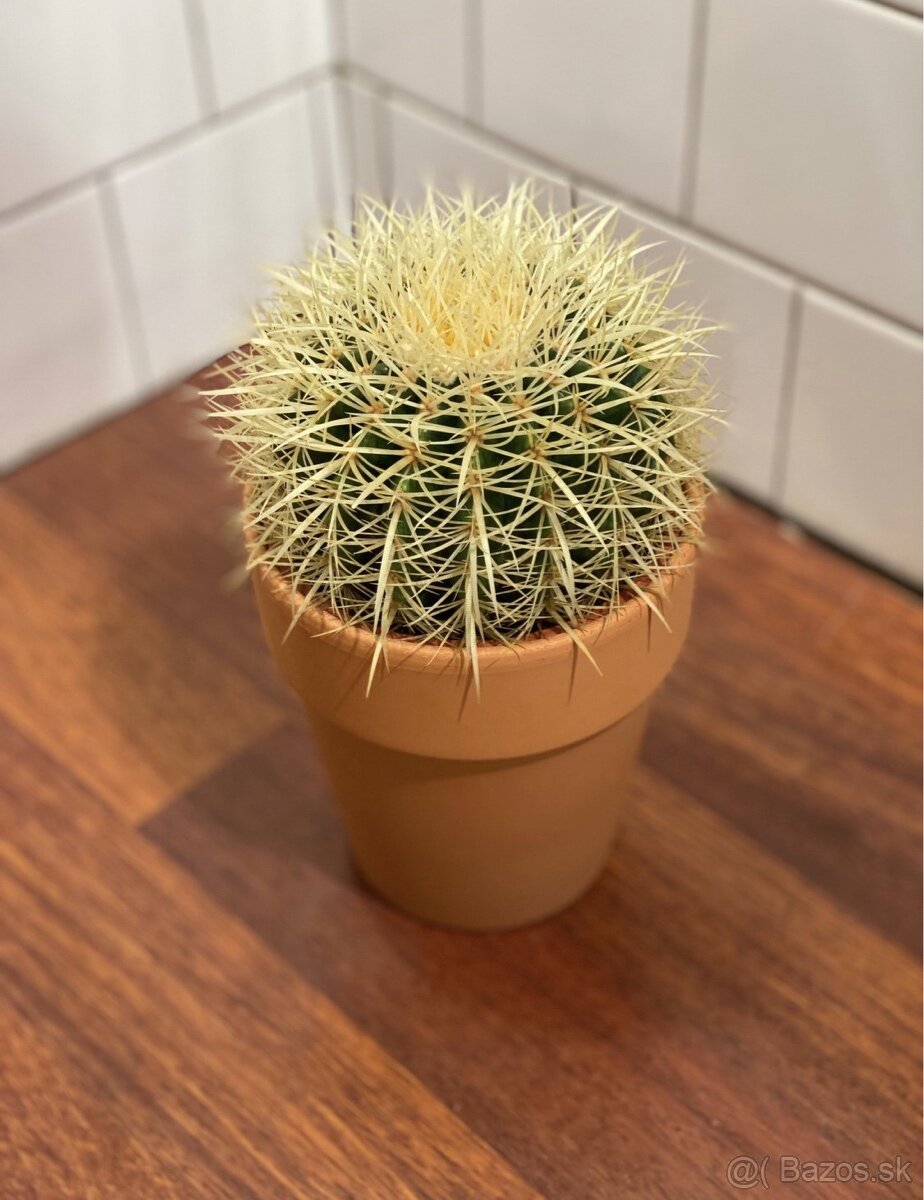 Echinocactus grusonii