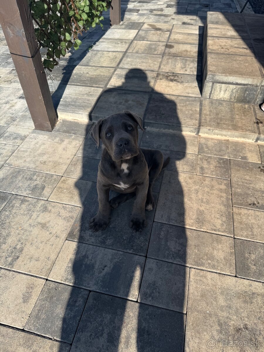 Cane  corso