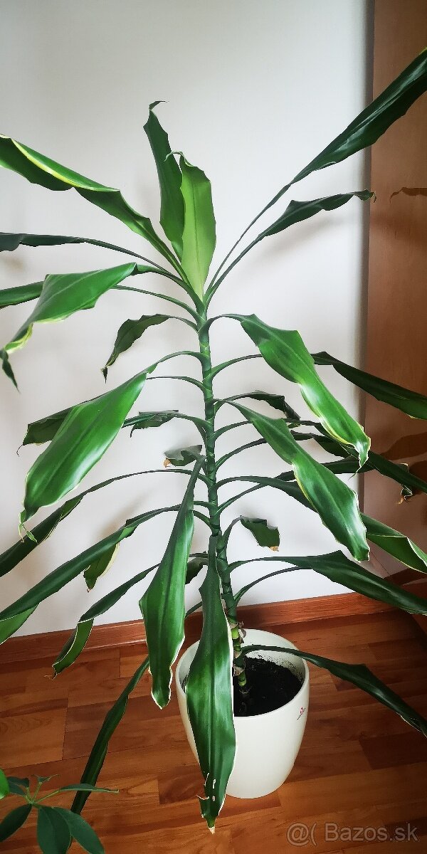 Izbove kvety, rastliny, dracena vonava