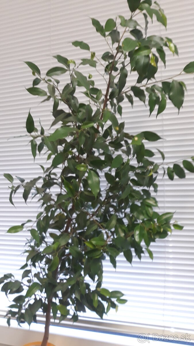 Ficus Benjamin