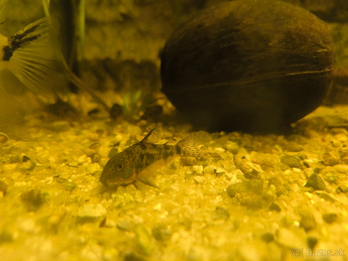 Corydoras paleatus