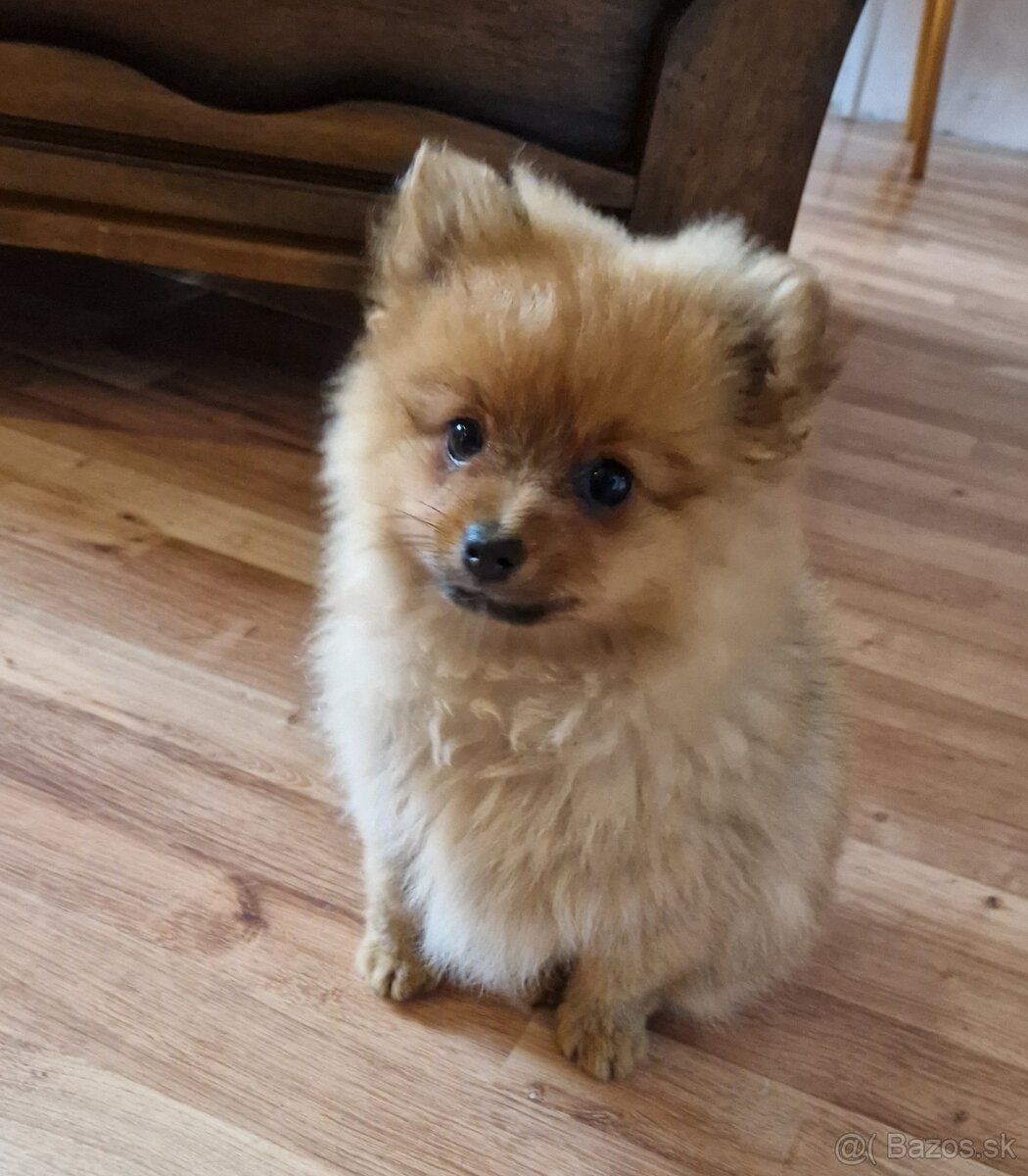 Pomeranian