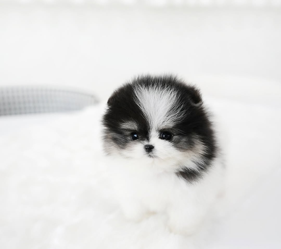 Mini pomeranianské šteniatko