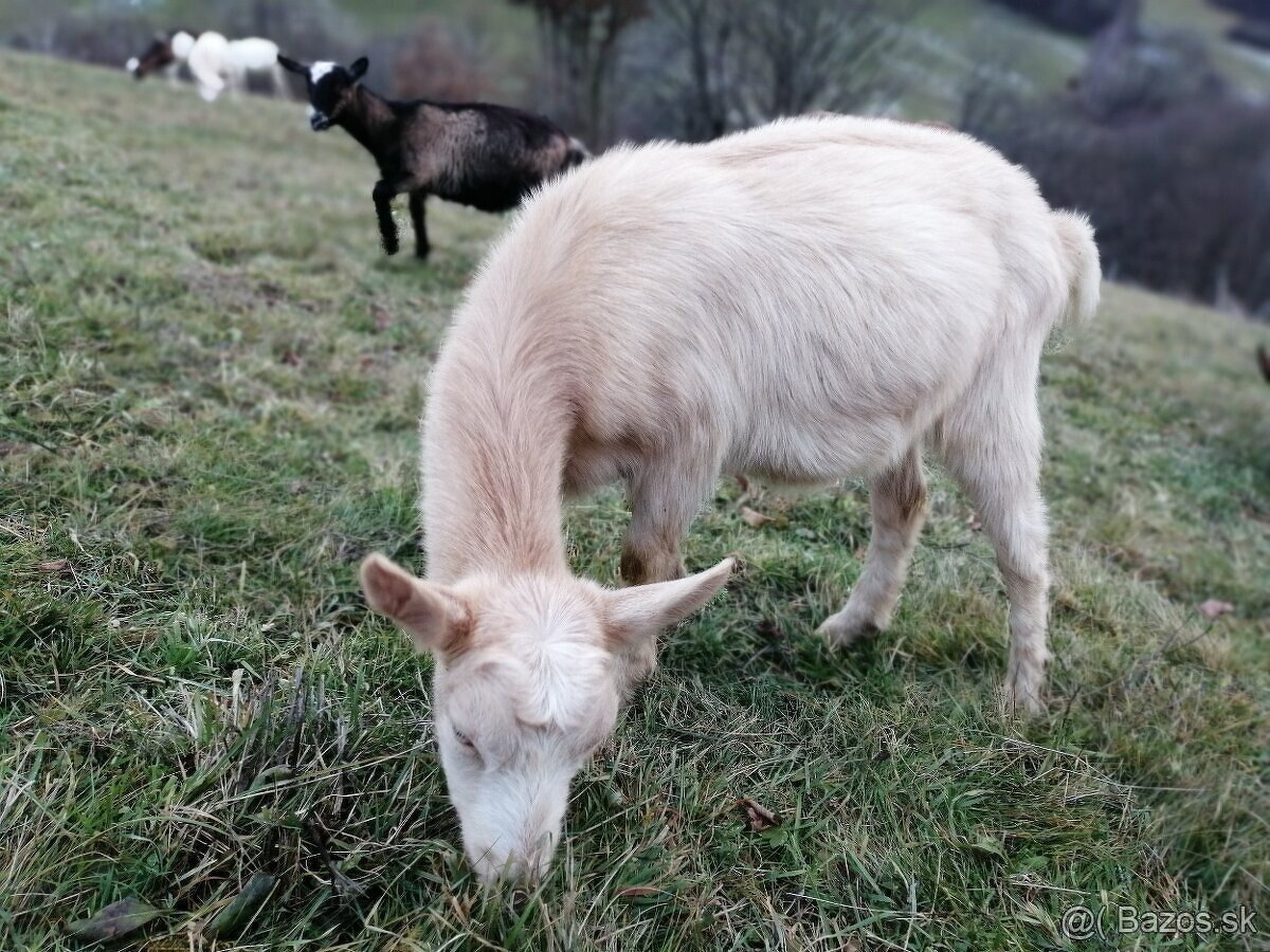 na predaj ročná koza do chovu