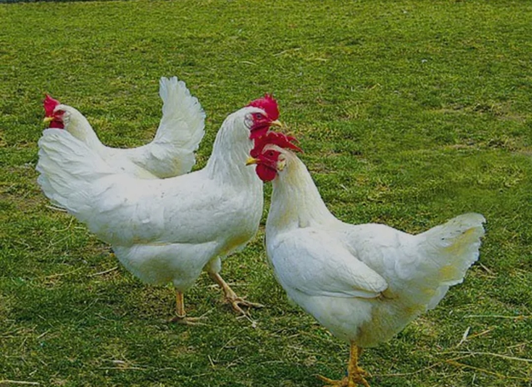 Predám Biele  Sliepky Leghorn v plnej znaške