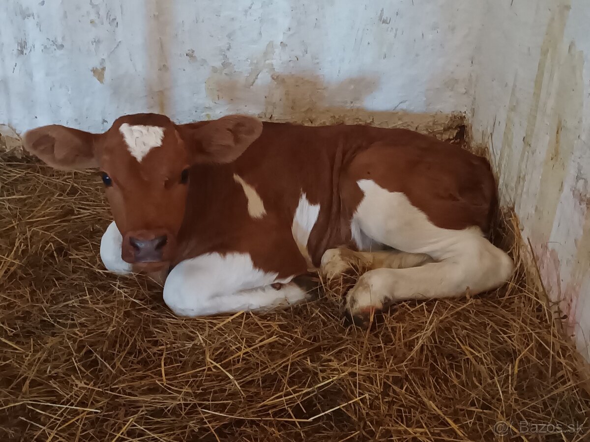 DOJIČKA, OŠETROVATEĽ TELIAT, NAHÁŇAČ KRÁV DO DOJÁRNE