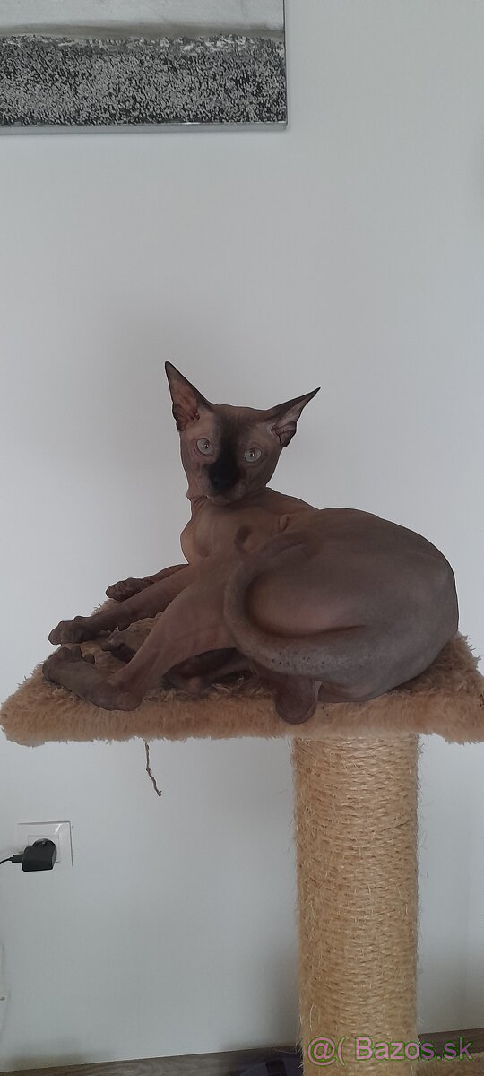 Sphynx  na kritie