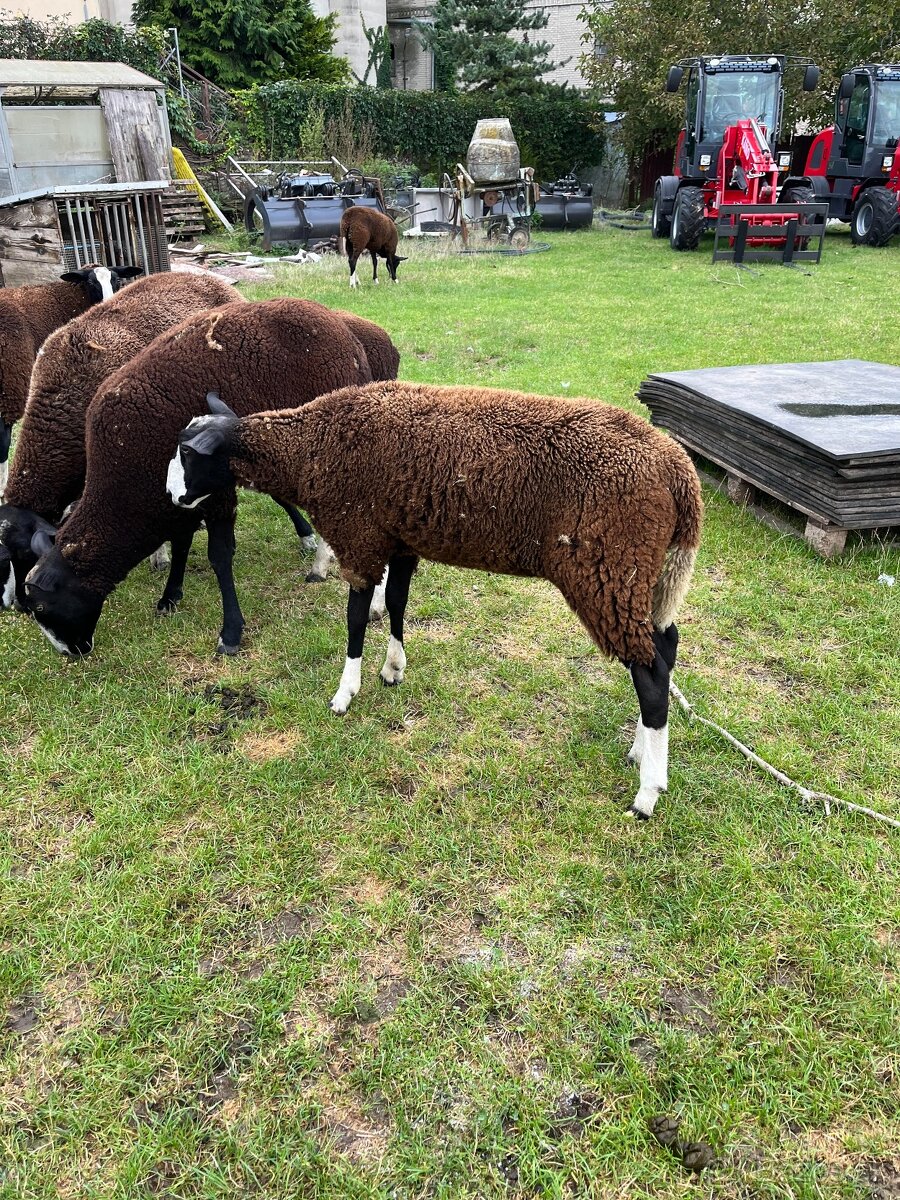 Zwartbles