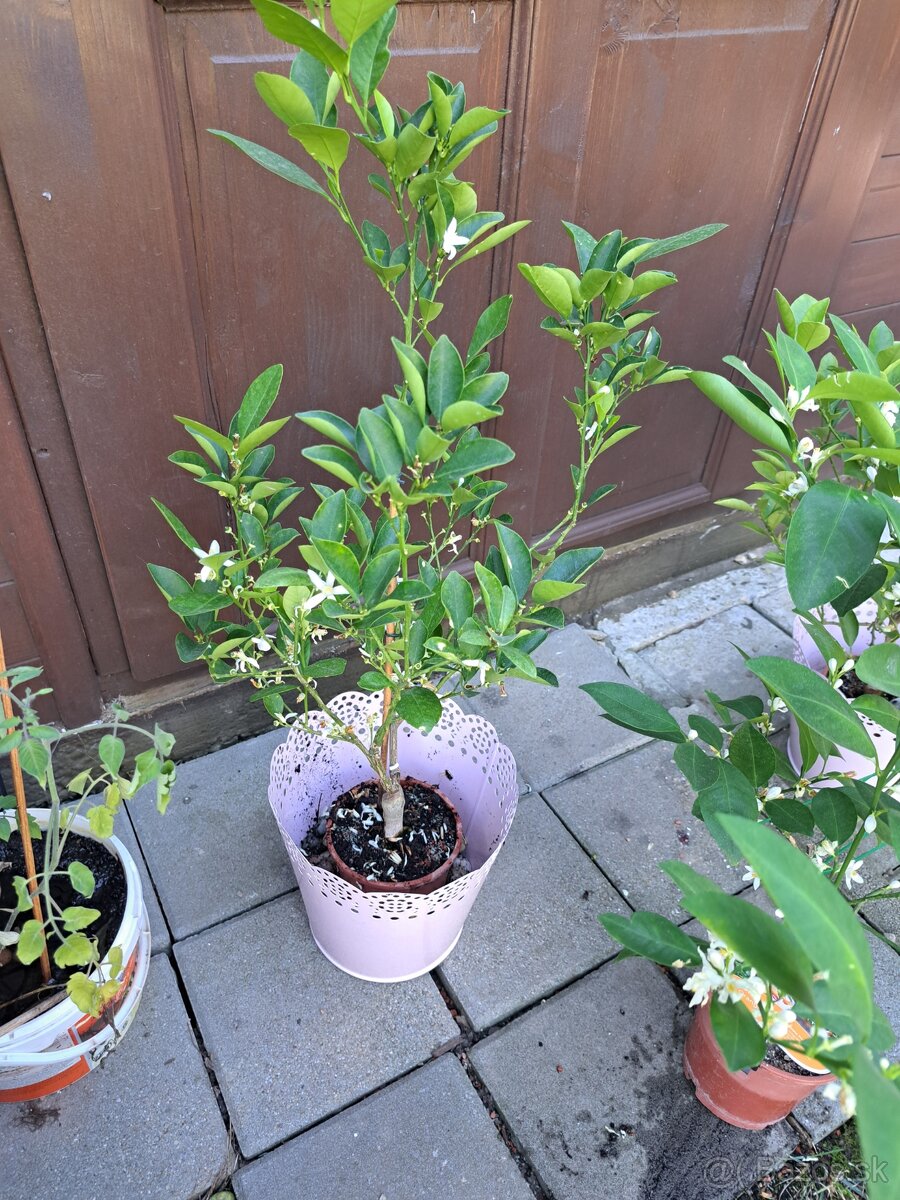 Citrus calamondin odroda Oriana