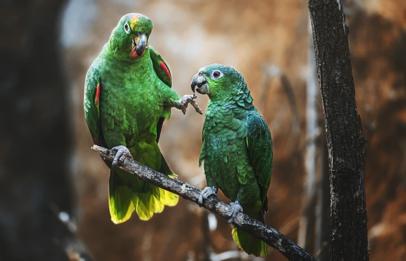 Amazona pomućeny