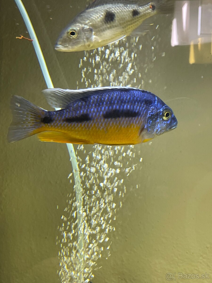 Cichlidy Protomelas spilotus Tanzania yellow