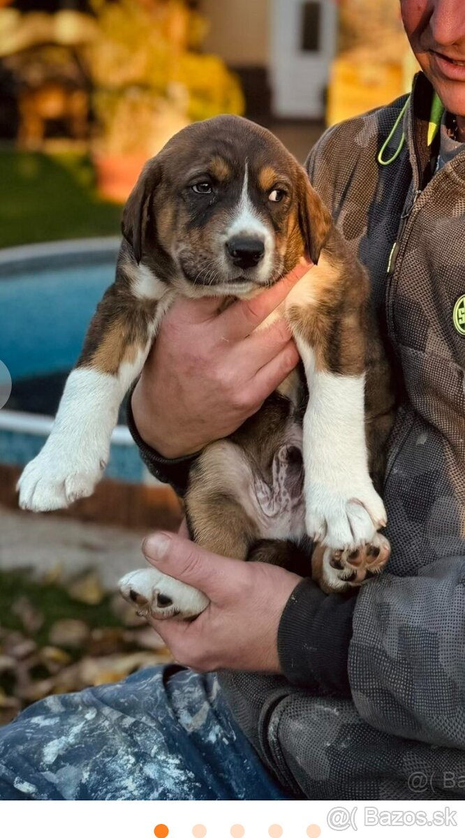 Predám šteniatko stredo ázijského ovčaka križeni dobermanom