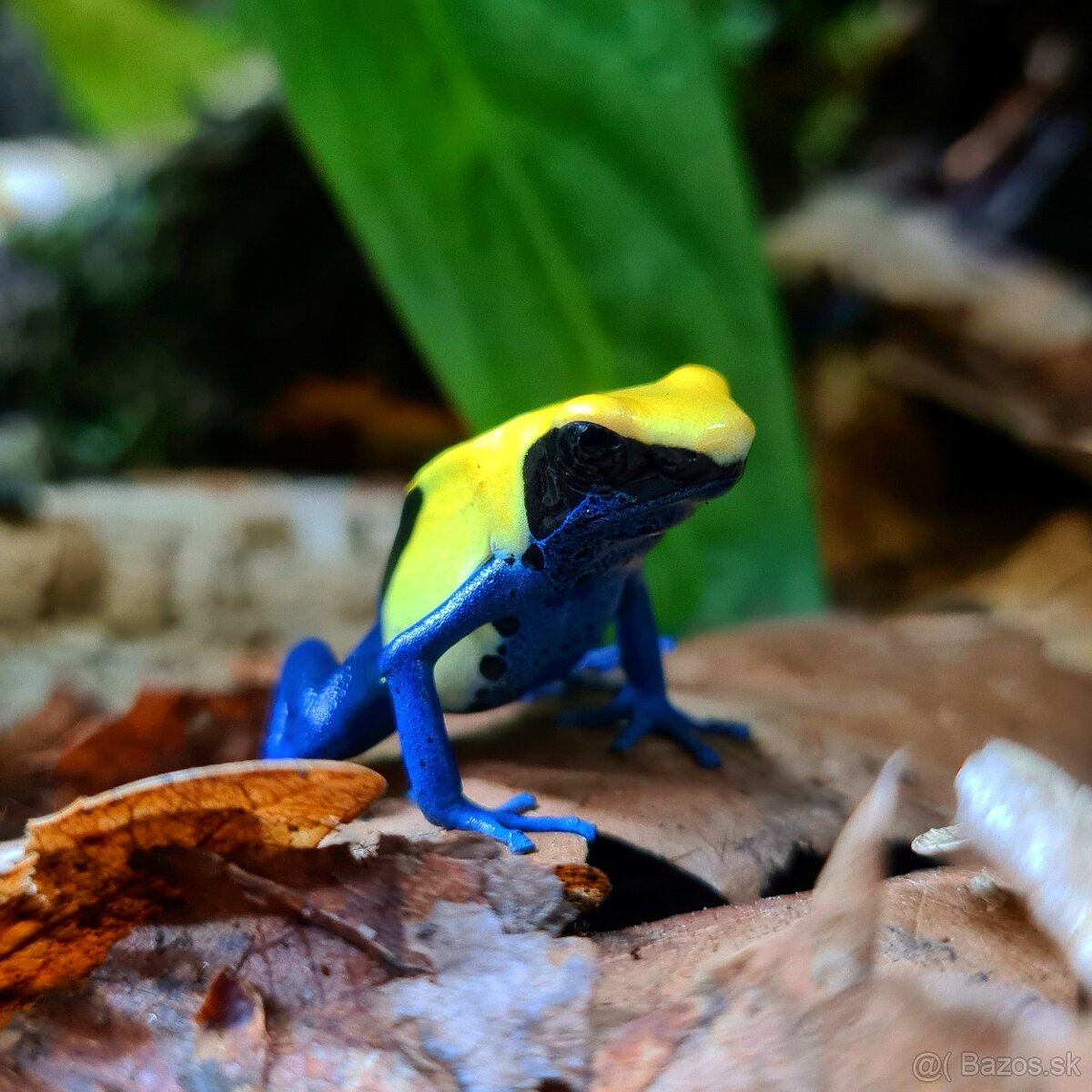 Dendrobates tinctorius citronella