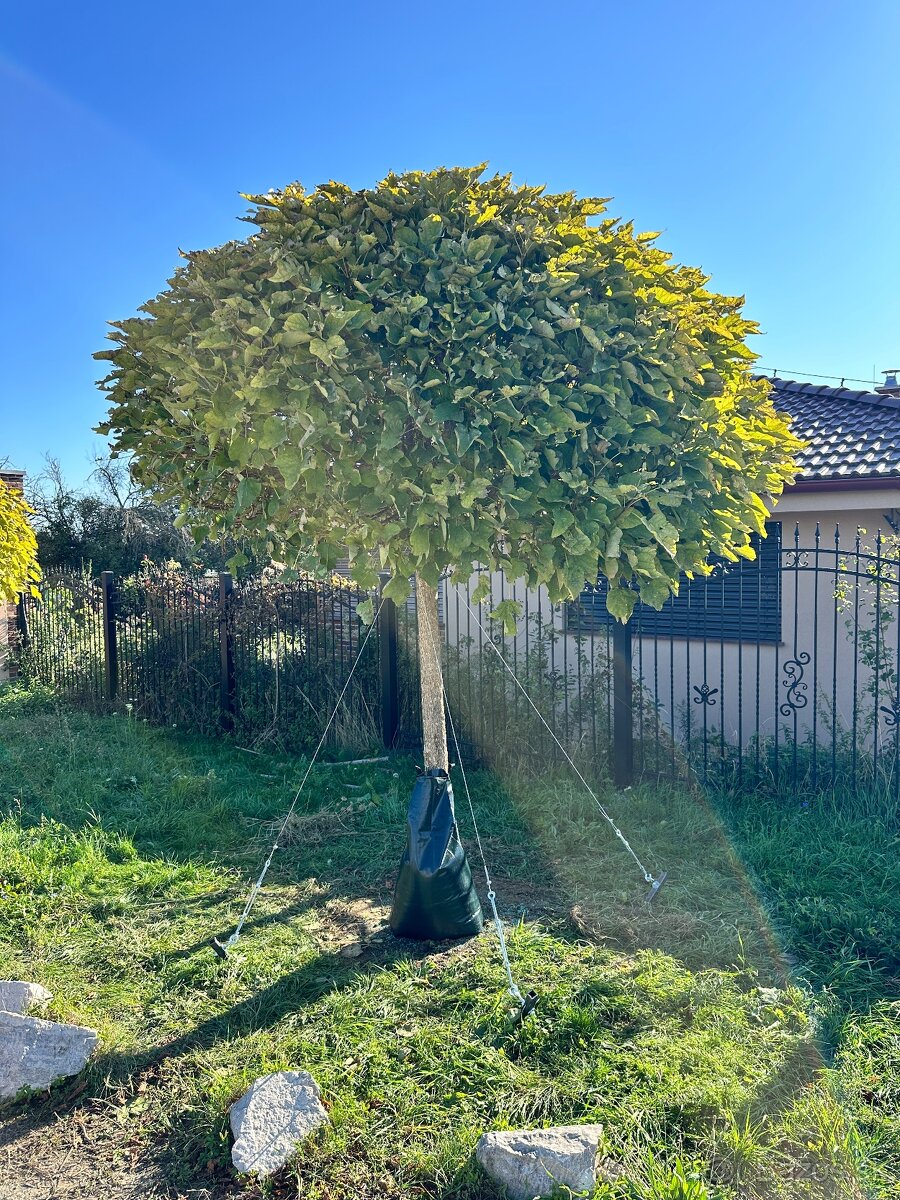 Realizácia a údržba záhrad