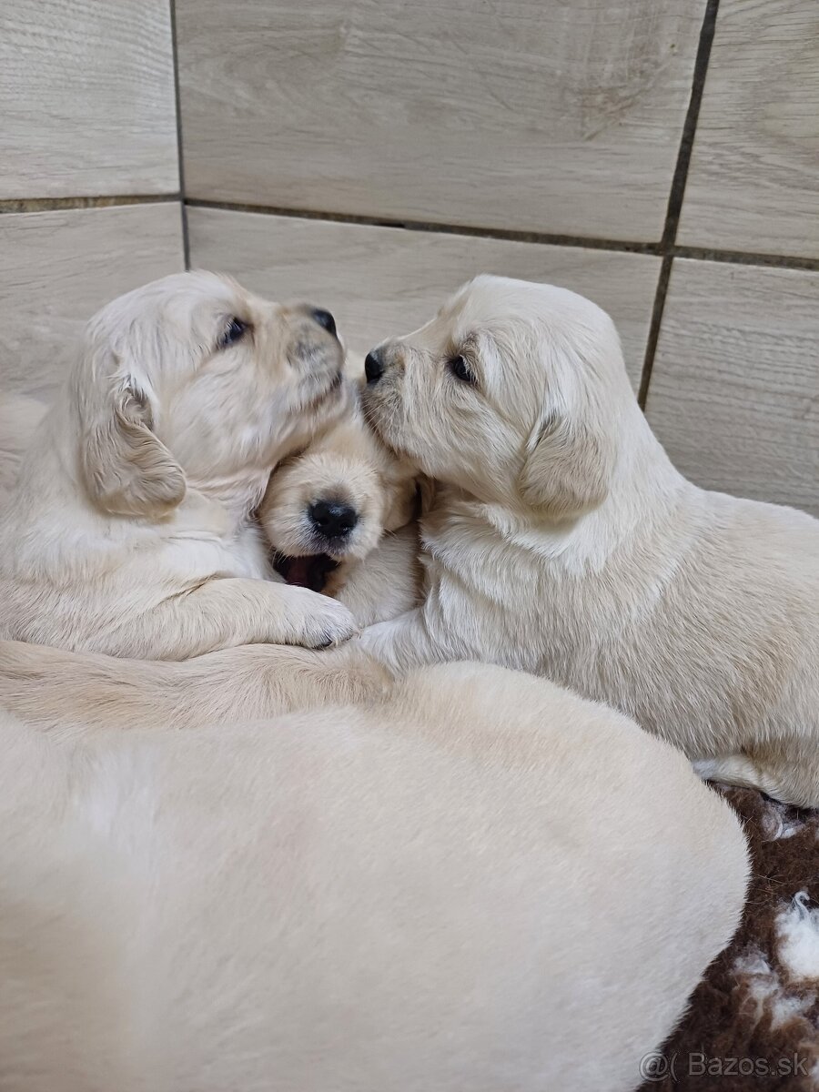 Zlatý Retriever