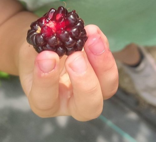 Boysenberry - fialová malinoostružina