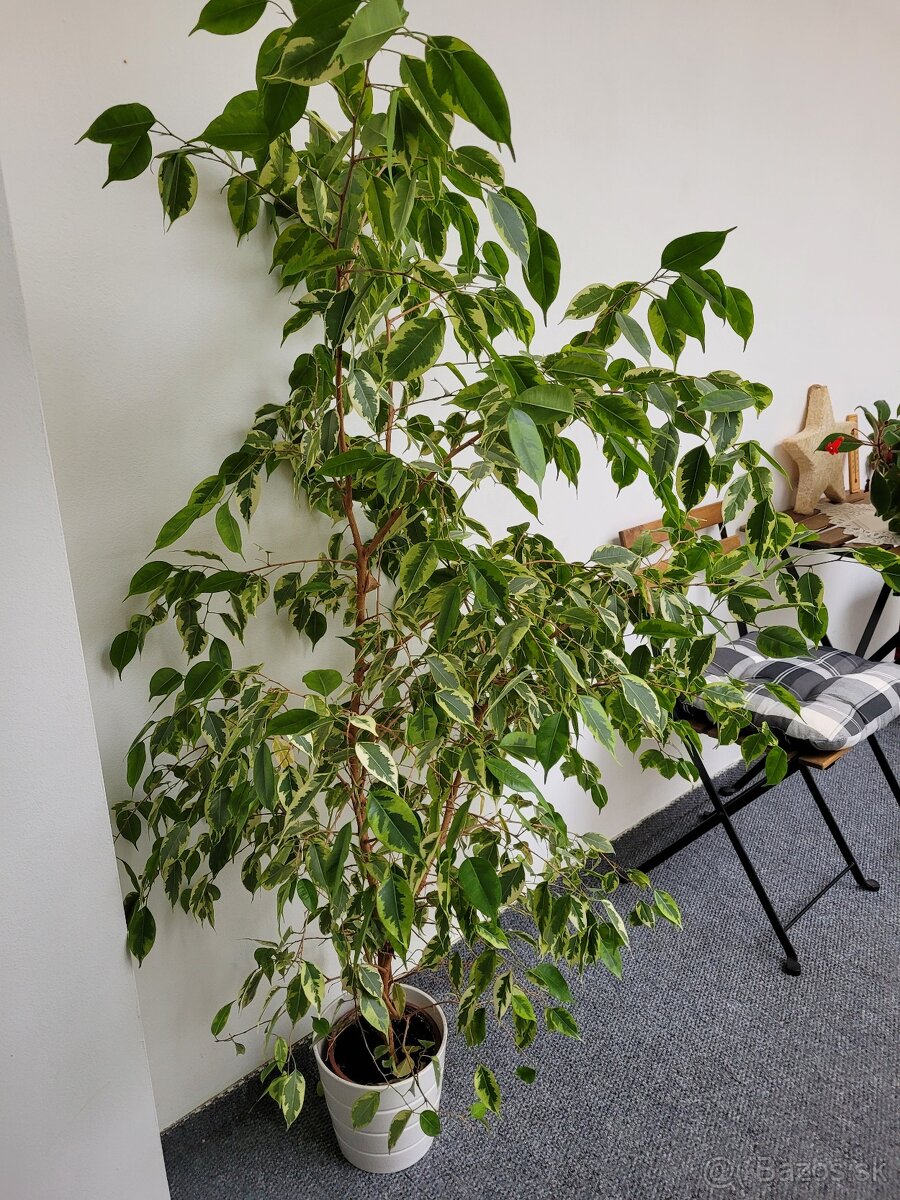 Ficus benjamin