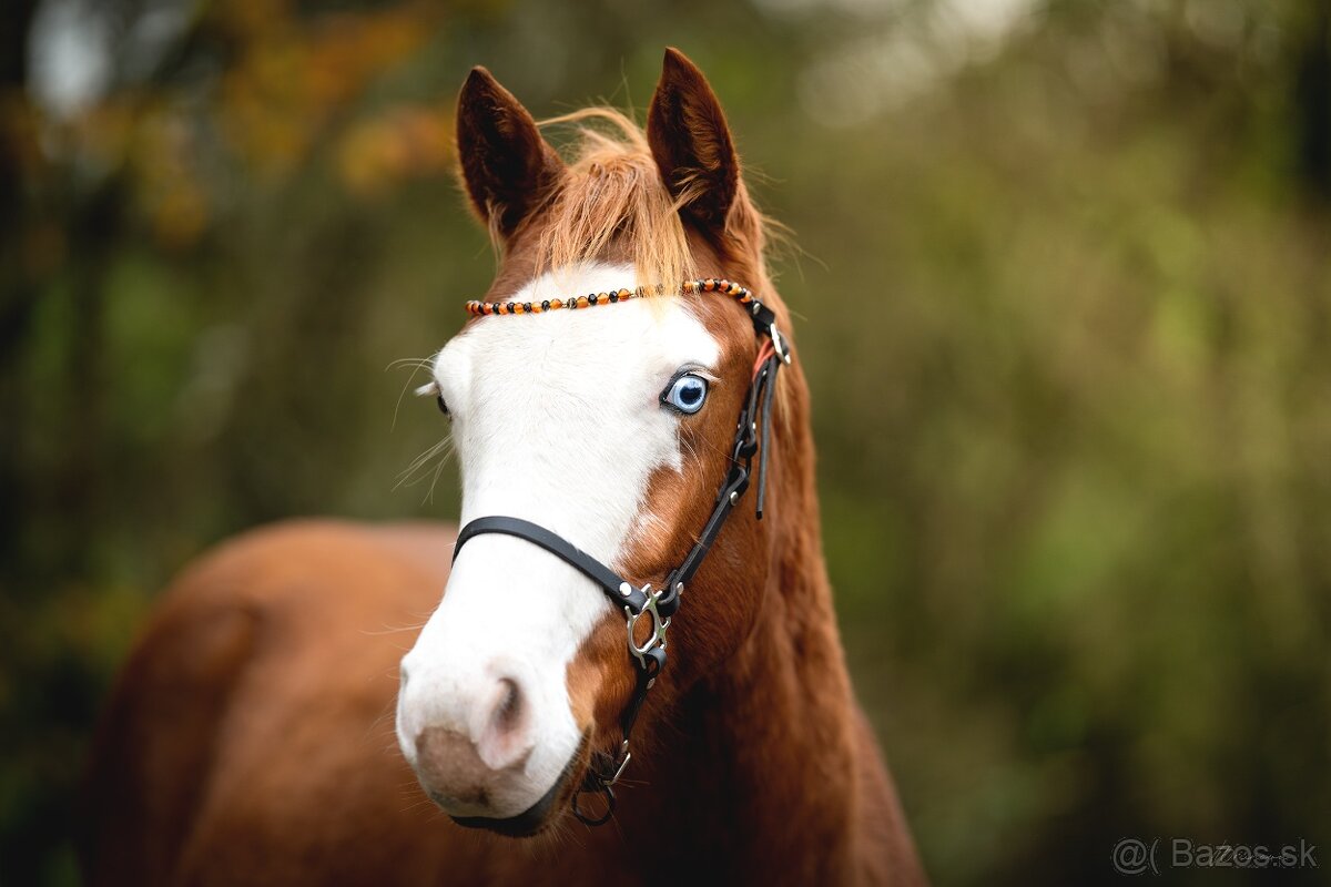 Téměř dvouletá Quarter Horse klisna, nominována na Futurity