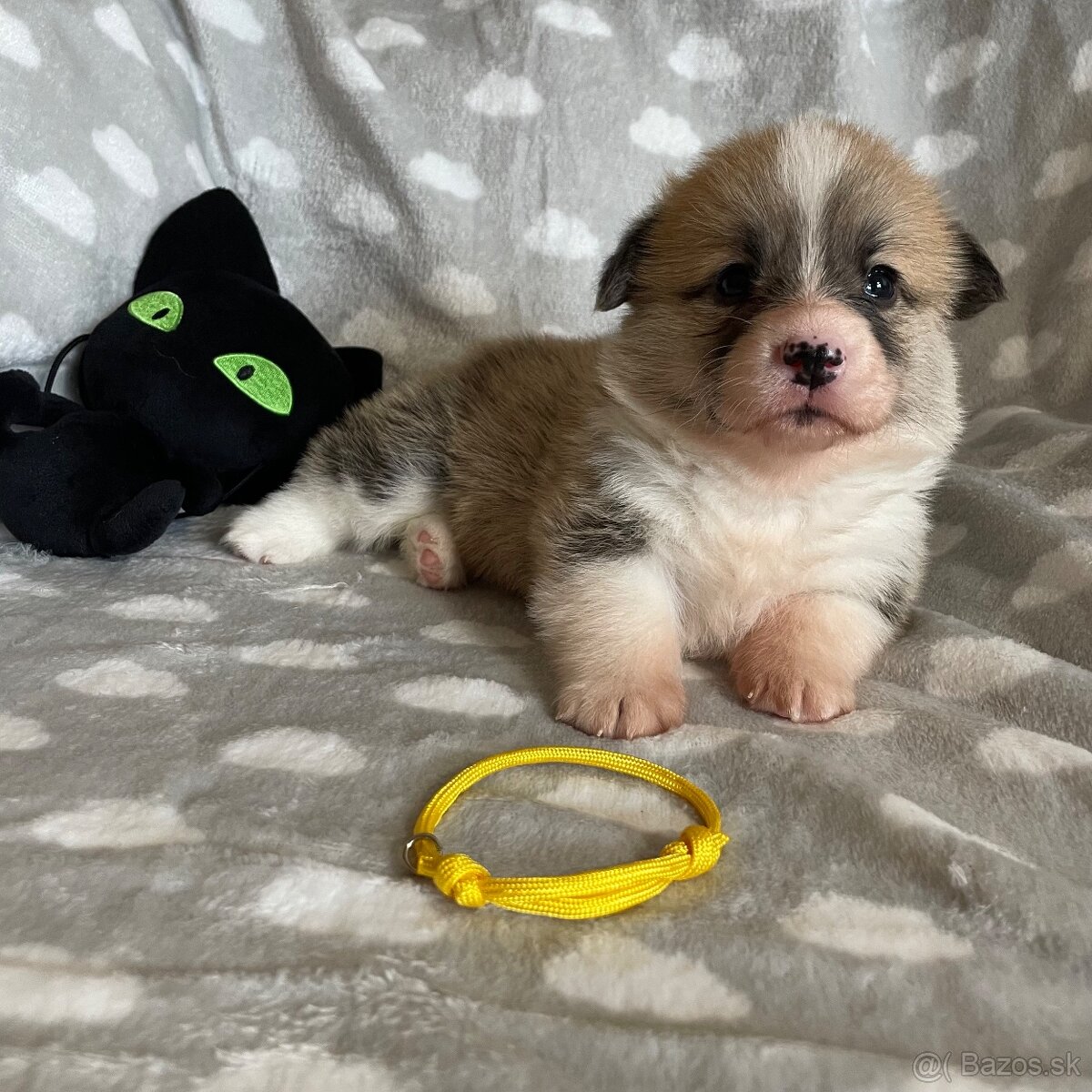 Welsh Corgi Pembroke