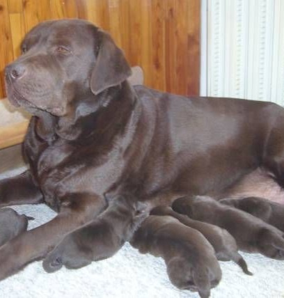 Cokoladovy labrador  springer spaniel