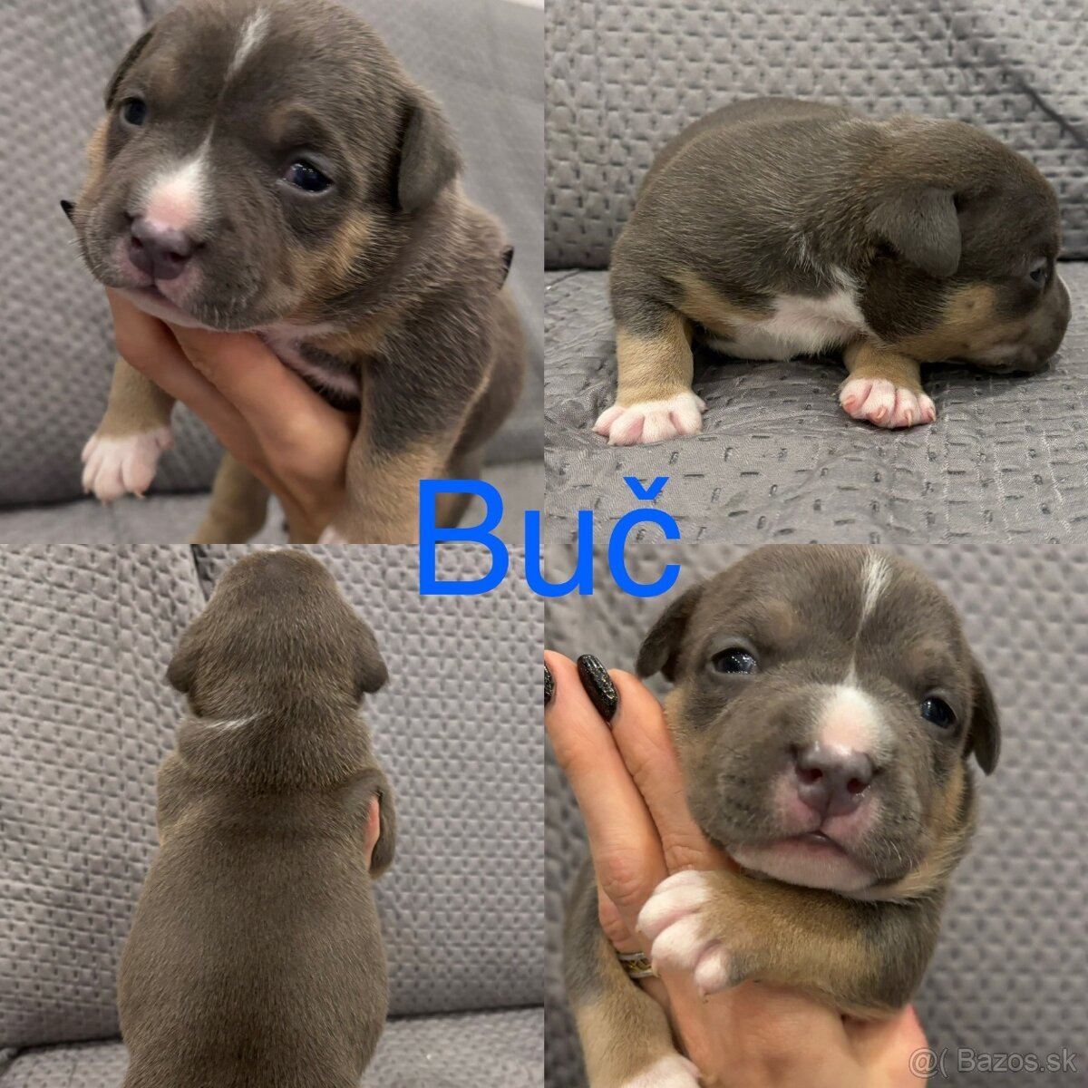 American Bully pocket