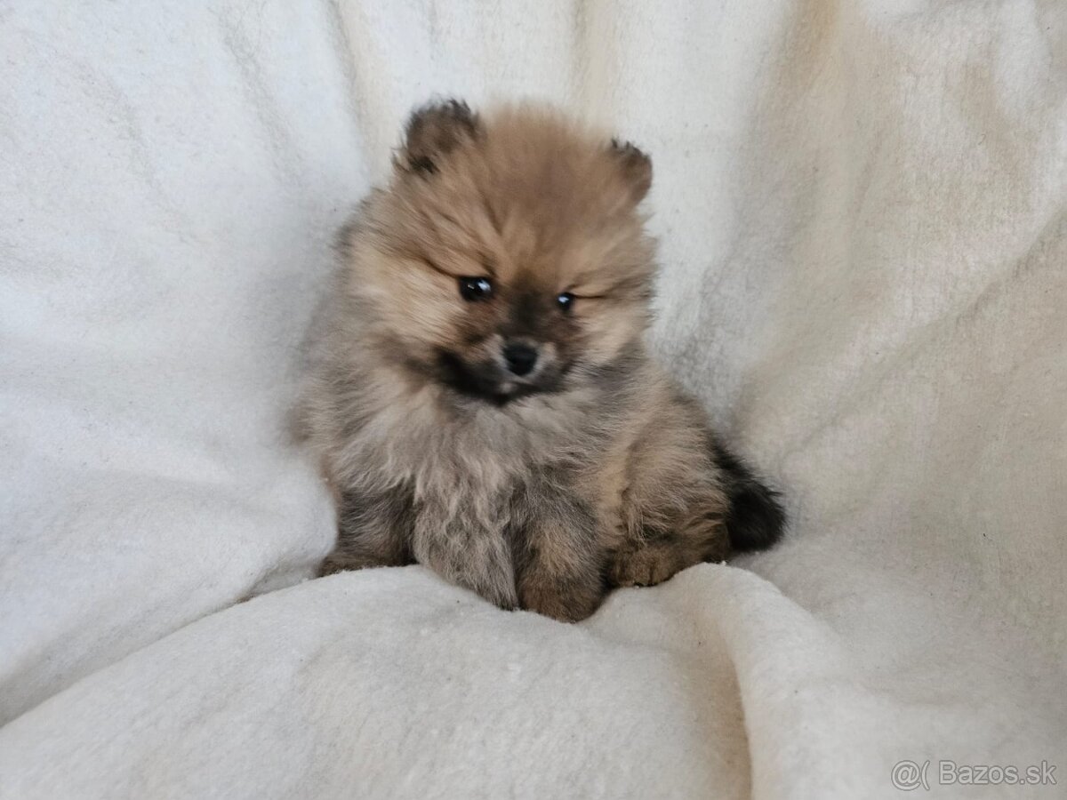 Pomeranian nemecký špic