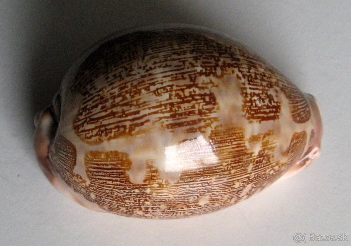 Cypraea mappa