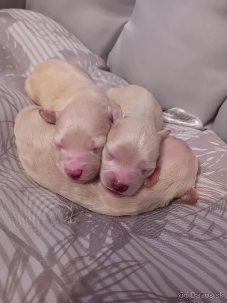 Maltipoo Mini