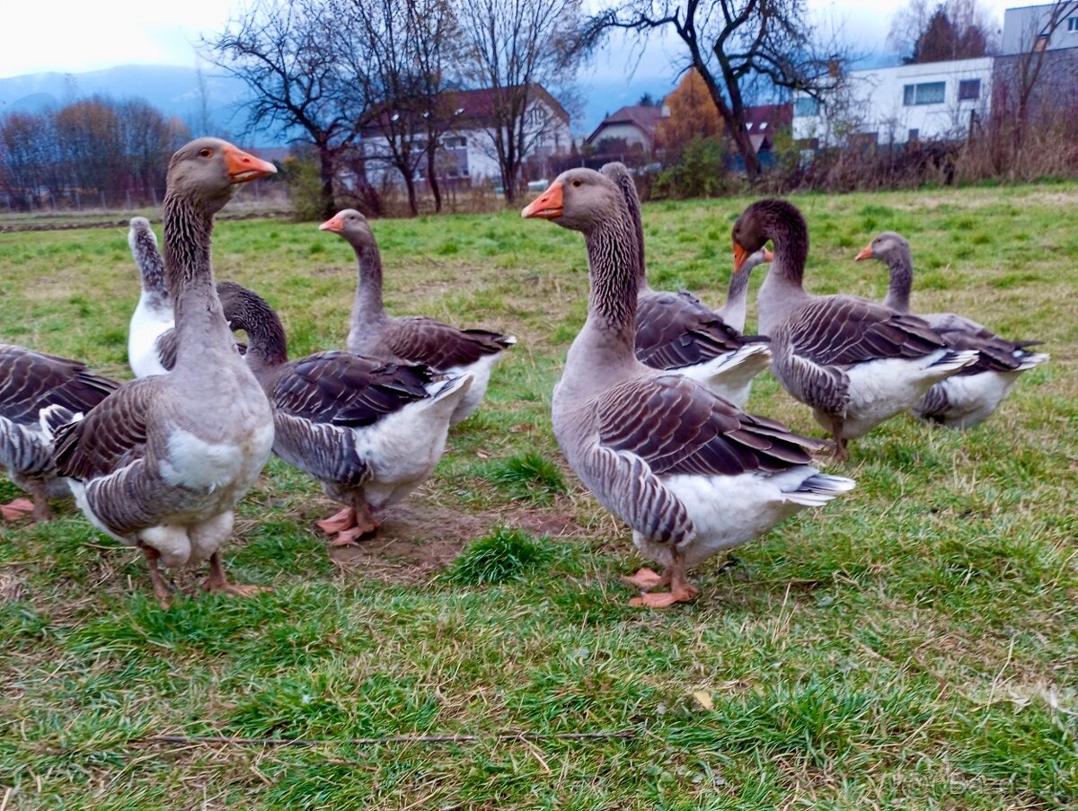 Landénske husi na chov