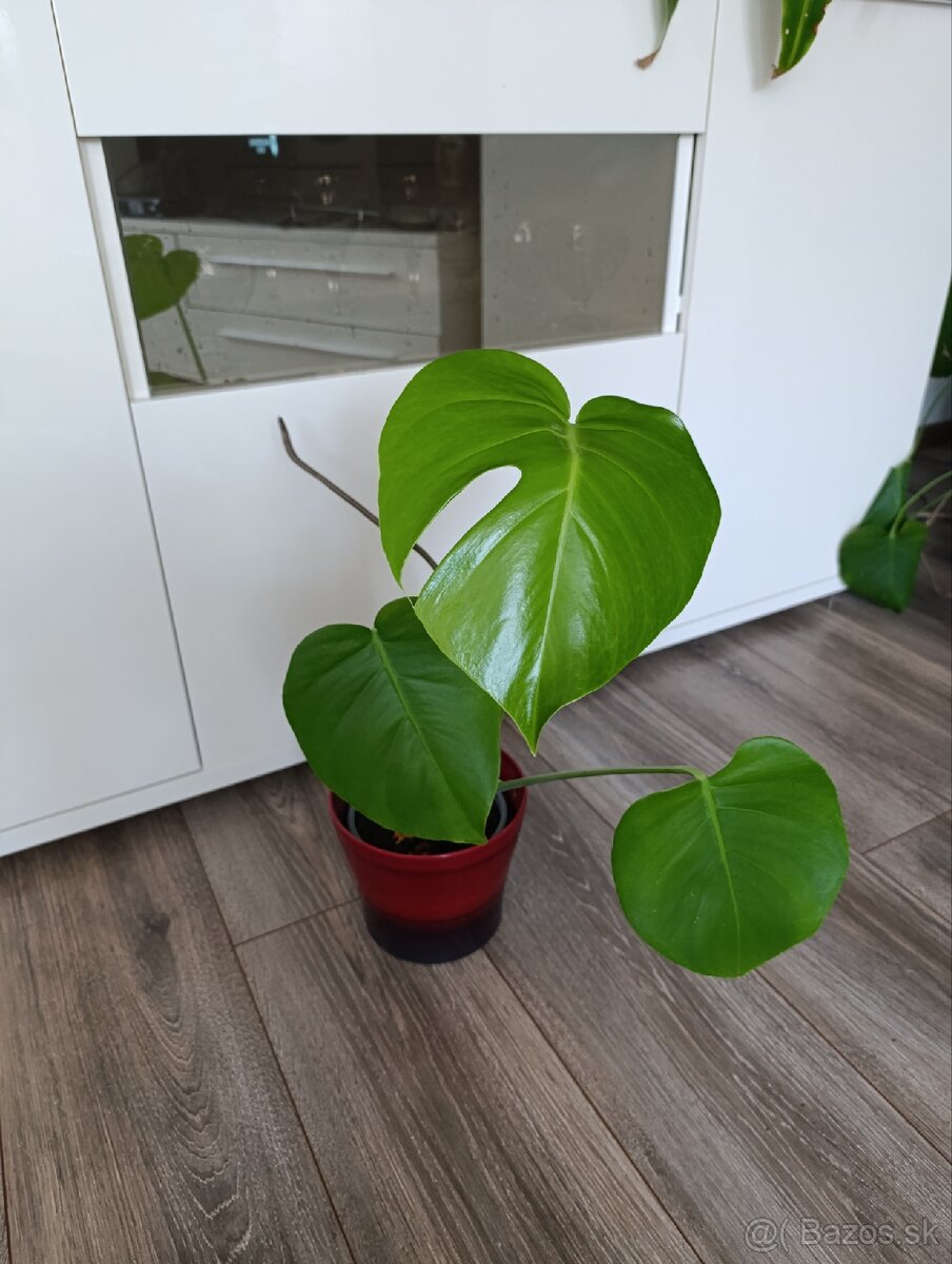 Monstera