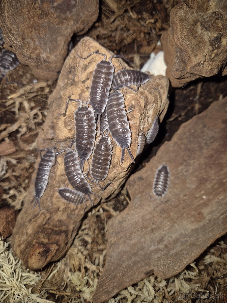 Isopody - Porcellio hoffmannseggii (titan isopod)